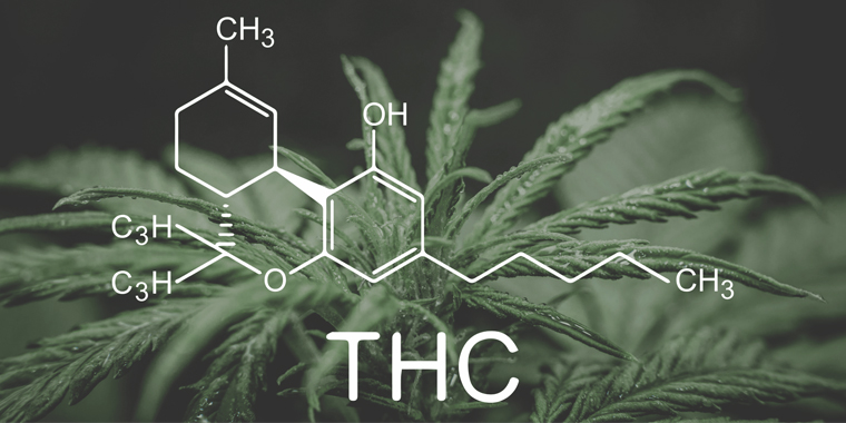 how much thc contain in marijuana