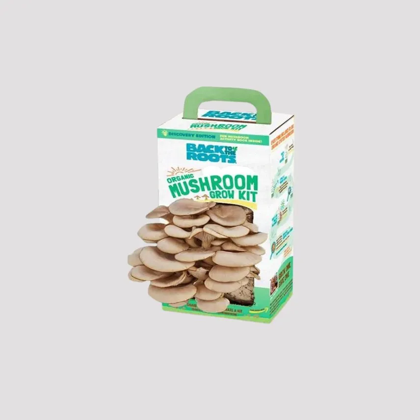 Polkadot Mushroom Packaging box