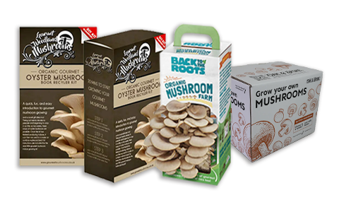 Bulk Mushroom Boxes