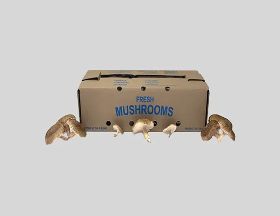 cardboard mushroom Packaging